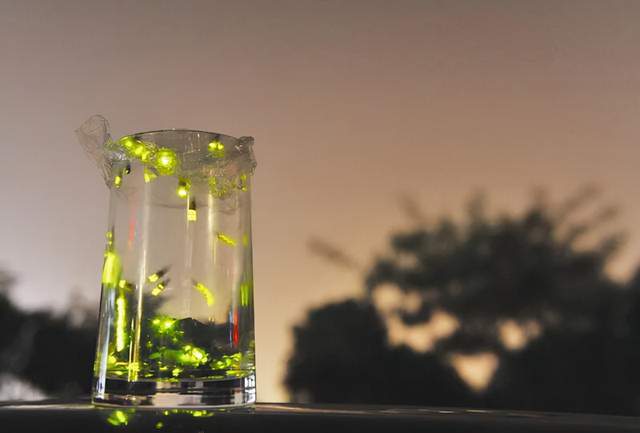 昆虫 虽然萤火虫发光，但是它需要光也害怕光