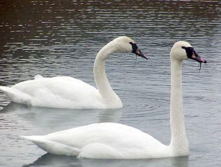 后代 鹅和鸭杂交后,会不会产生“后代”?竟然有人做过相关实验