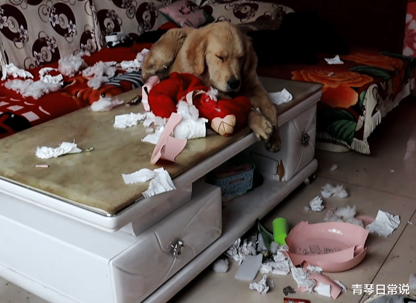 青琴日常說(shuō) 天降神狗！“暖男”金毛想替主人分憂，狂追老鼠，踩塌鄰居家吊頂