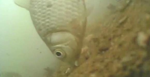 饵料|野钓被人打闭口怎么办？老钓手给你支一招，效果立竿见影