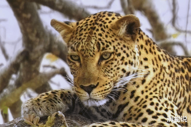 润物说 三只金钱豹出逃，杀伤力有多大？园方致歉声明：未成年攻击力较弱