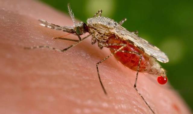 世界上最致命的动物,竟然是蚊子,每年导致200万人死亡!