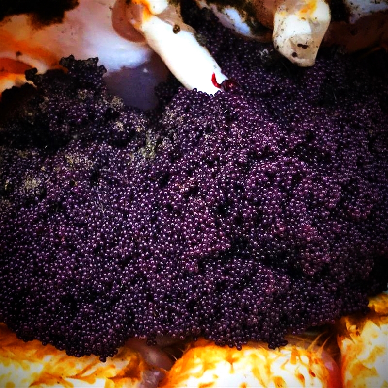 |2万元环游世界系列：这地方是吃货胜地，钓者天堂，关键去还方便