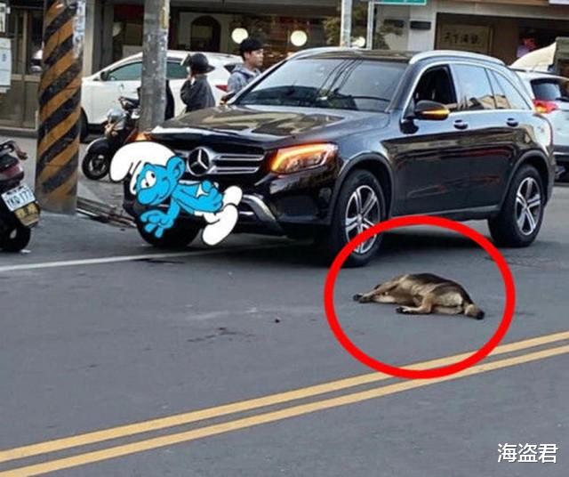 海盗君 台湾一男子撞死流浪狗到灵堂下跪，表现非常悔过，称：我才是畜生