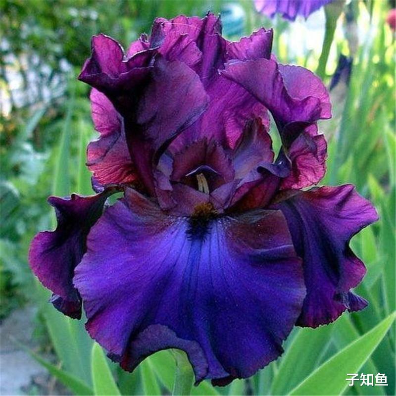 子知鱼|聪慧过人的星座女生,双商很高,却从不屑于玩心机,请细品