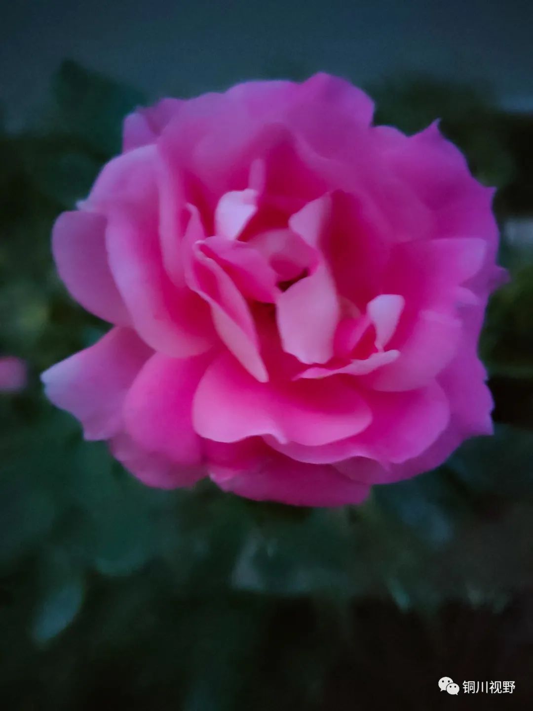 铜川周春辉 花花草草自己种，五月欣赏正当时