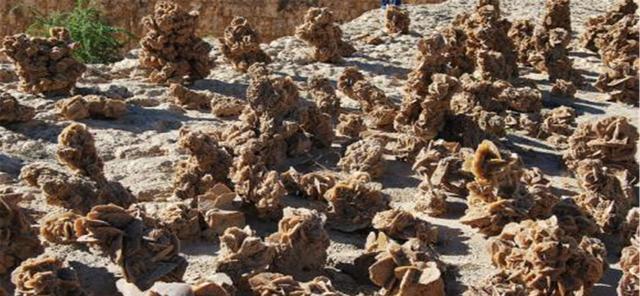 沙漠玫瑰 为什么在沙漠见到“石头”一定要捡呢？网友：有钱不好赚是傻蛋