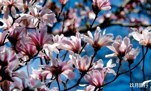 玖月旅行 世界唯一一株！陕西400多岁的古旱莲开花了，被誉为“植物熊猫”