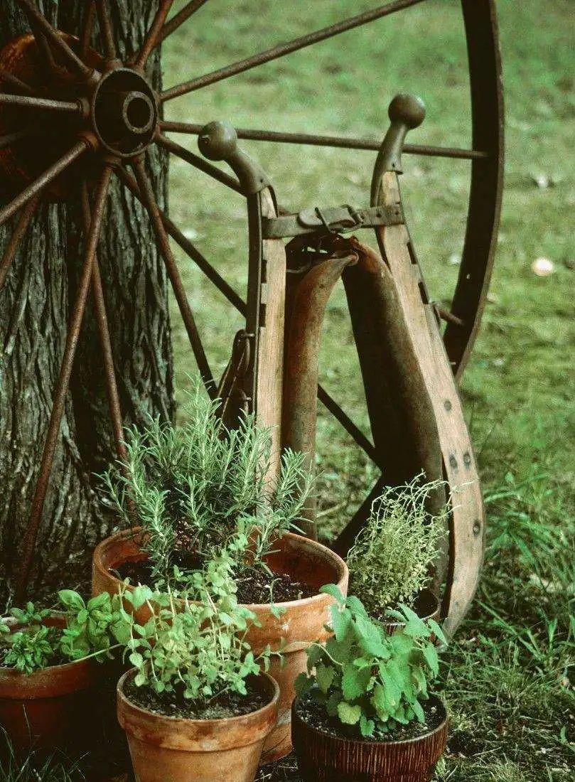 科学家 那些“夜幕闭合，清晨舒展”的植物，是不是真的在睡觉？