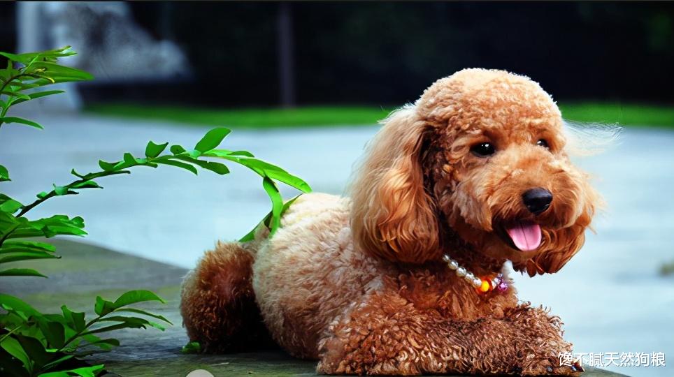 |泰迪总是“舔爪子”，不排除生病的可能性