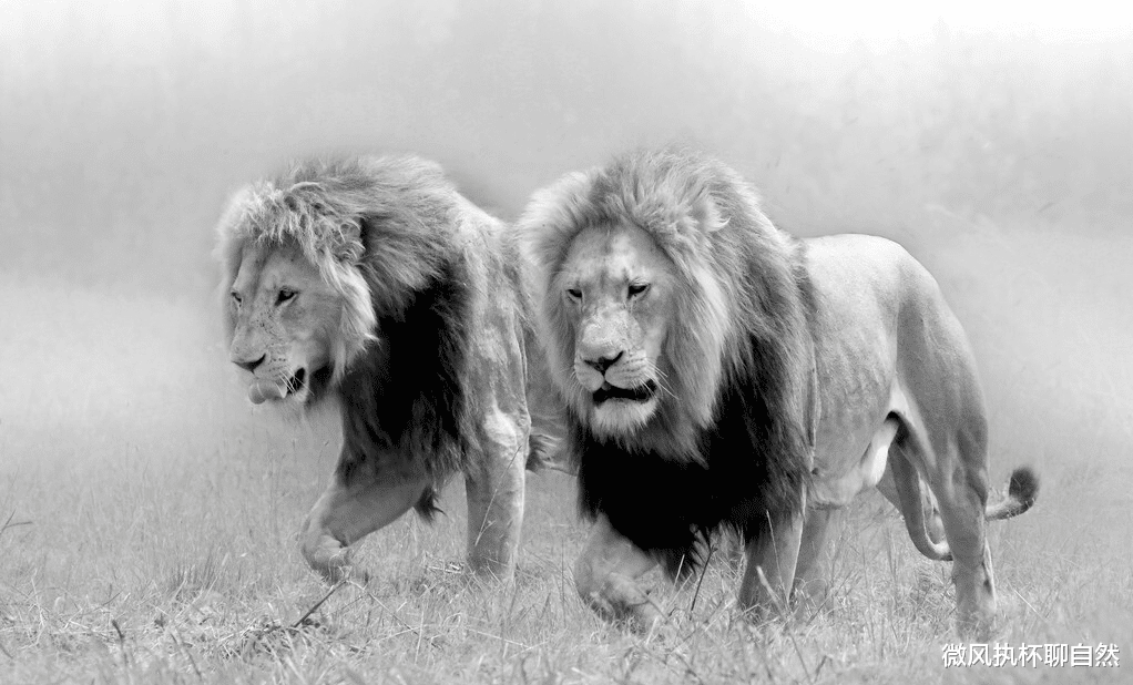 微风执杯聊自然|非洲大草原上的狮王之王，实力如同项羽、吕布，却胆小如虞姬