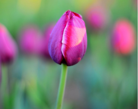 |6月中旬，喜事频发，偏财进宅，3生肖职场顺利无阻，闷声发大财