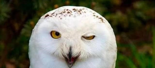 人和鸟类都是两条腿,为什么鸟类都能站着睡觉,而人类却不可以?