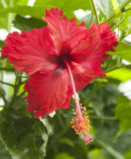 狮子女|7月底，霉运避开好运到来，4属相迎来上上签，成为大富翁