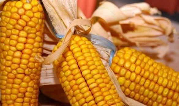 黄瓜|女性减肥不吃晚饭，但吃以下3样食物，一个月能“减掉”10斤！