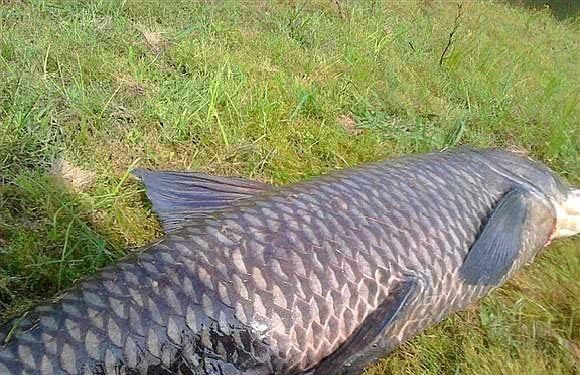 立冬|千岛湖百斤“青鱼王”频出，这些大鱼怎么生活的？活了多少年？