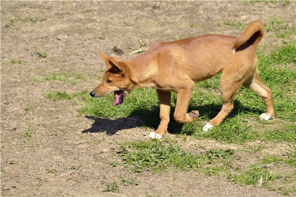 水逆晋升功臣|中国民间故事：养了野狗