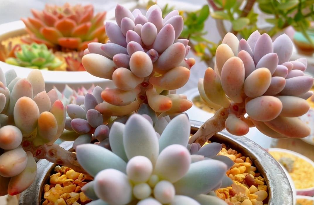 植萌|被这颗彩色的果冻婴儿手指迷住了