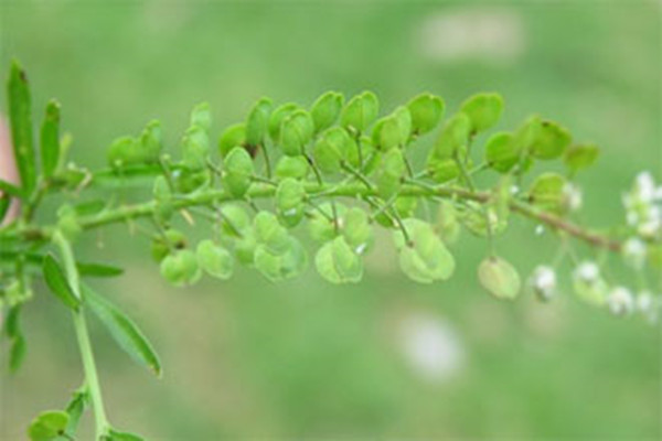  “臭草”是制造环保航空燃料的一个方法