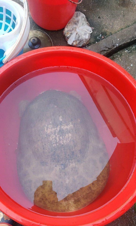 水库|广东钓鱼人,水库夜钓遭遇30斤罕见“巨鳖”,将近水盆大