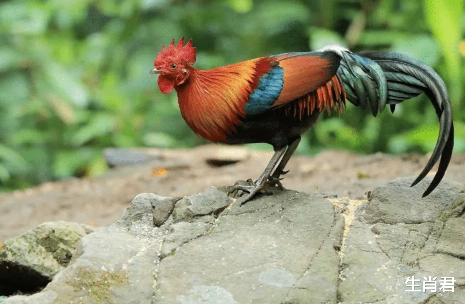 软弱|善于沟通的属鸡人,在职场中八面玲珑,和领导与同事相处融洽