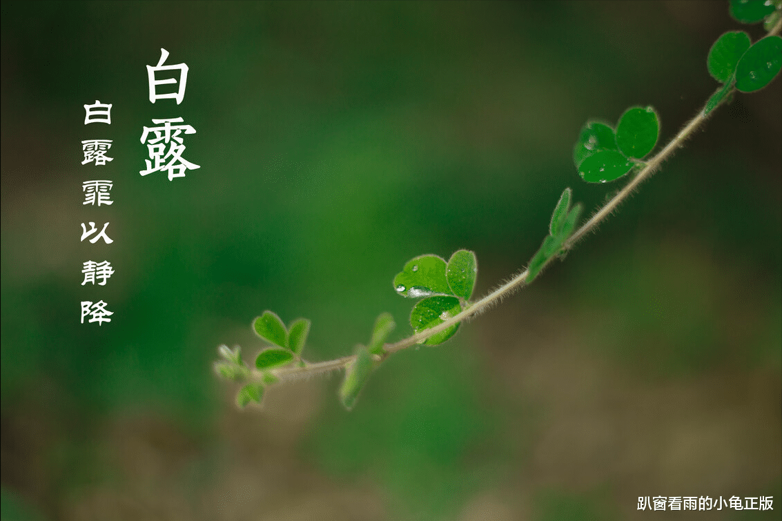 茭白|白露将至，饮食讲究“5多吃1少吃”，少生病，为秋冬健康打基础