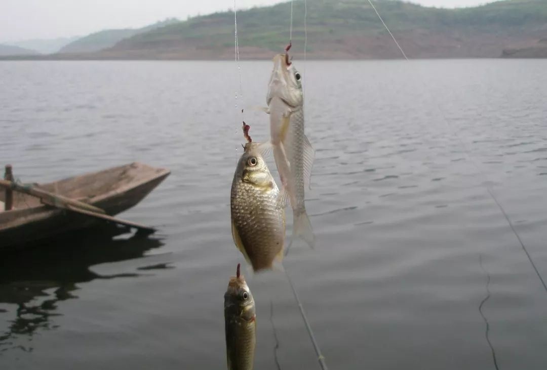 鲫鱼|大鲫鱼的“哭泣”躲在河中心都没用，最终沦为钓鱼人的盘中餐？