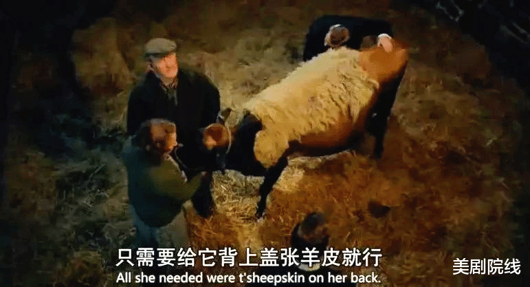 兽医|一集拿下9.6分,这部年度最佳英剧,又来了