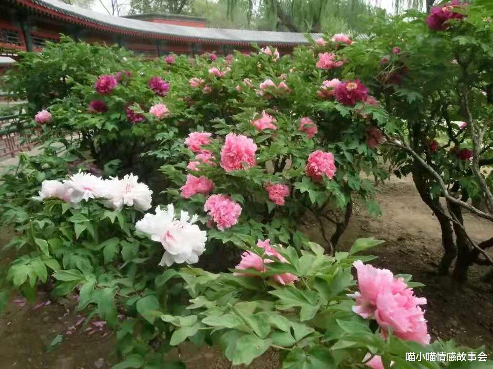 喵小喵情感故事会|我和老公卖了广州的蜗居，去丽江开客栈，“诗和远方”并不美好！
