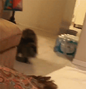 |那些年美容失败的狗狗，丑到不敢认！像极了剪发前和剪发后的你？