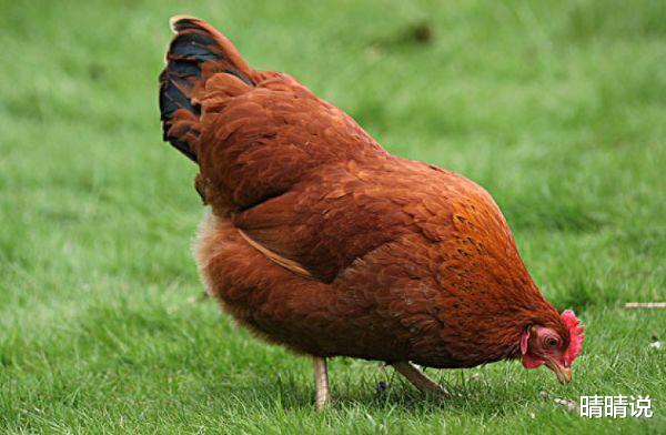 晴晴说|生肖鸡，从来不依赖别人的帮助，前半生基本上还是过的相对拮据！