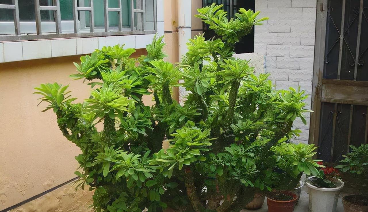 京跃伟哥|外表很丑的花，有人养在家里镇宅，寓意吉利又霸气！还是镇家之宝