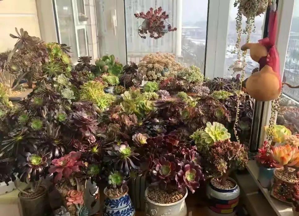 种上阳台|小姑娘说她人生50%的快乐是吃肉，另外50%的快乐是种多肉！