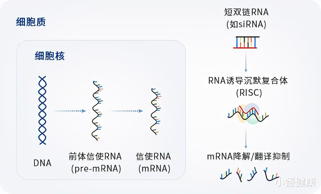 小番健康 在研乙肝新药RBD1016，I期临床研究，正进行单剂量爬坡中