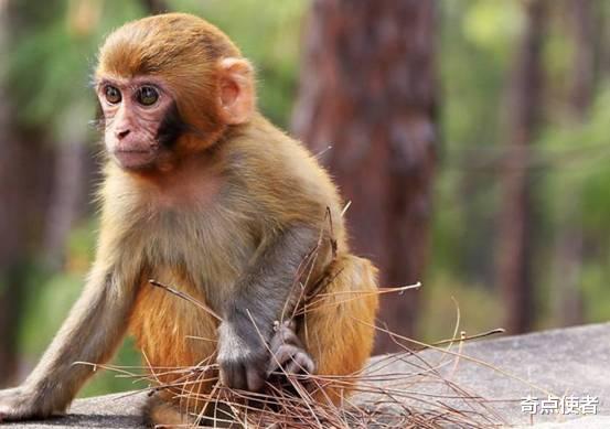 猴子要进化成人了？印度现“猴子杀人案”，扔砖头砸死过路男子