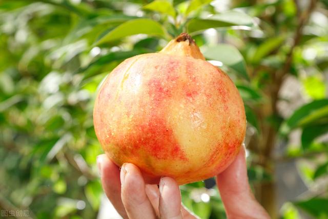 石榴|中老年人秋天多吃这种水果好，粒大籽软纯甜多汁，软化血管没商量