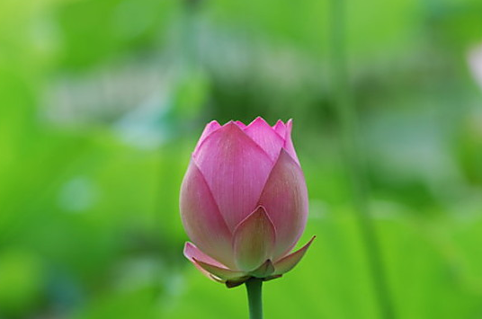 星临天下|7月6号开始，4属相贵人相助，事业进步，日子越来越顺利
