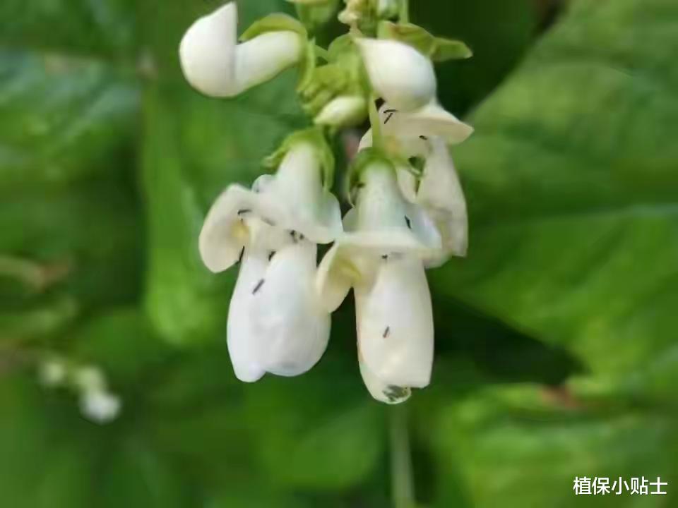 蚜虫|吡虫啉的五个最佳使用搭配,能防治10多种害虫,效果还能翻倍