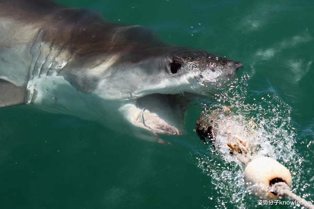 大白鲨|10条关于大白鲨的冷知识，幼鲨在母亲子宫里就开始互相残杀