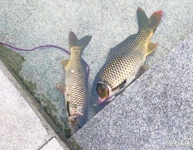 理赔|天津海河这样“钓鱼”也行？有人“可视锚鱼”加遥控船打窝，公开叫卖渔获物