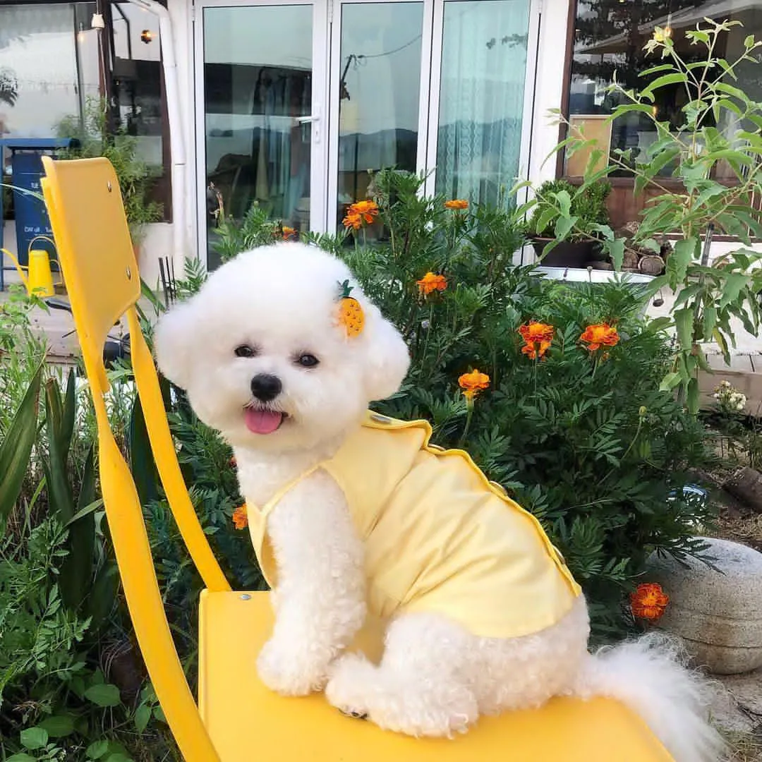 InsDaily 韩国快乐小奶狗爆红网络!看完心都快萌化了!