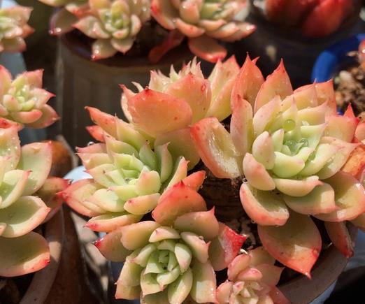 植萌|就喜欢三色堇，数量是越养越多，颜色也是越来越艳丽