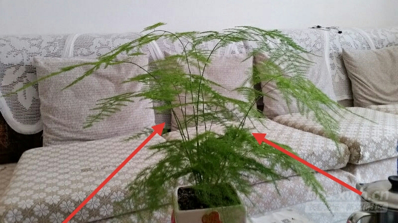 家里这些地方万万要摆上植物,乞丐也能住富裕,有钱人都这么装!