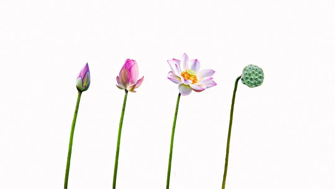 补肾|阅素灵 | 五运六气，中医的生命基础密码