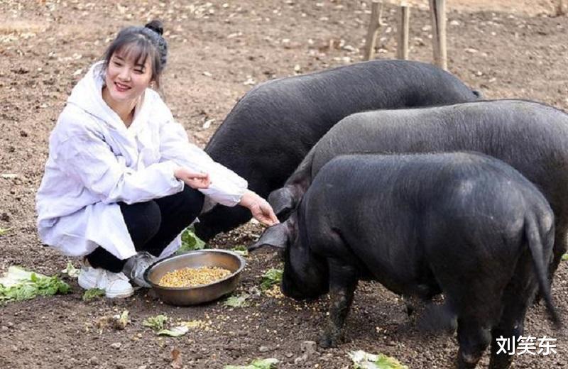 刘笑东|女大学生毕业后回家养猪，5年后年入百万，父亲却为她的婚事发愁