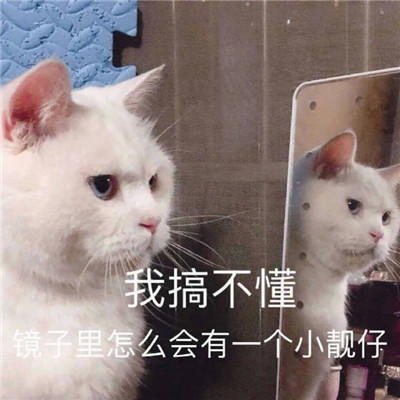 桉月|表情包：斗图表情包可爱合集