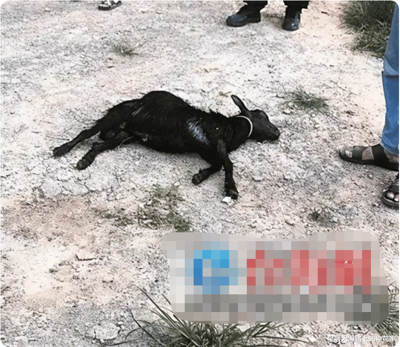 巨蟒 还有这种操作?4米巨蟒吞下山羊,专家蛇腹掏羊!这羊还能吃吗?