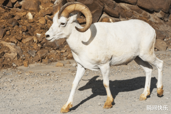 瞬间快乐 恭喜“大金羊”！若出生在这四个季节里，下半年好运连连，大器晚成