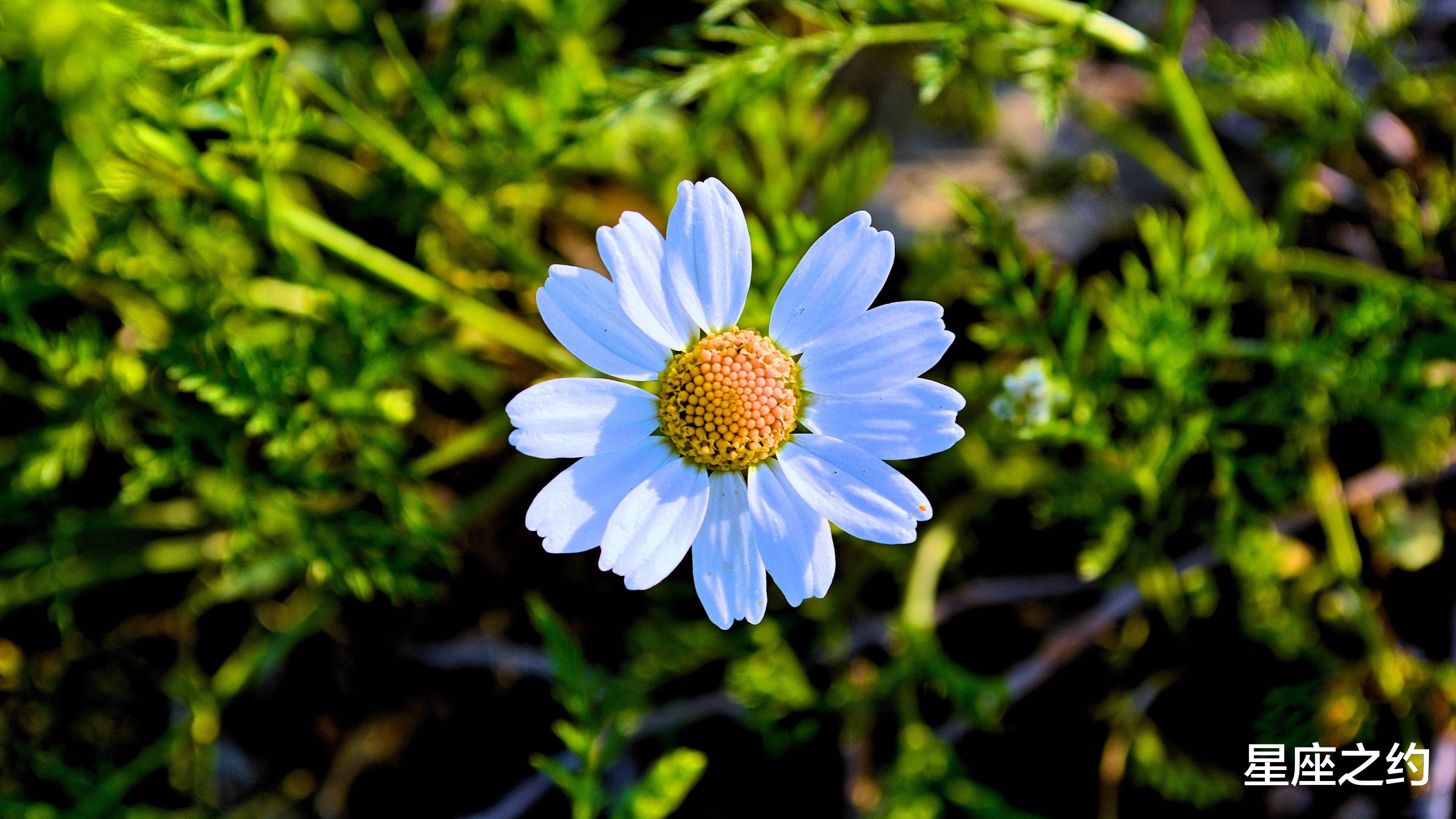 星座性格|端午节前后，渐入佳境，充满希冀，才华横溢的三大星座