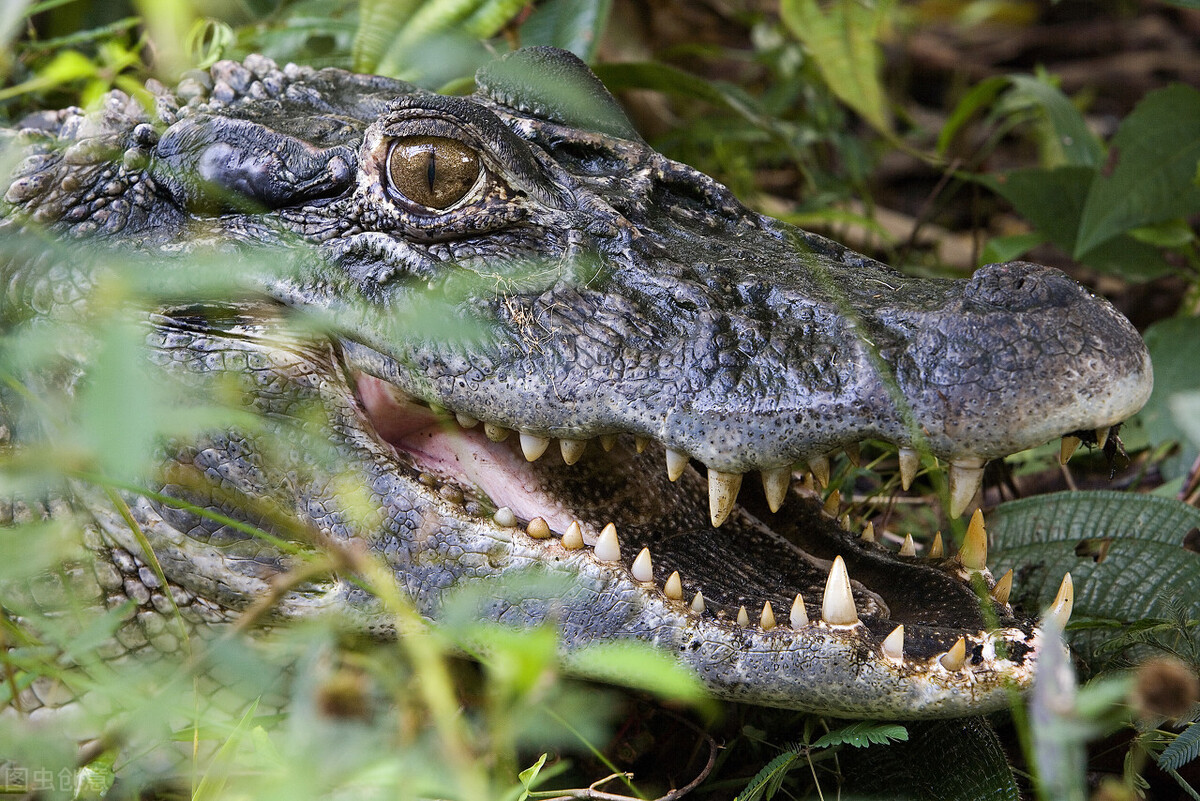 |父亲带着儿子去钓鱼，8岁儿童惨遭鳄鱼一口吞下，现场十分悲惨